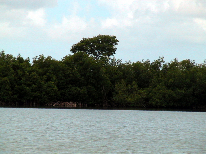 25 - Mangrove 066.jpg